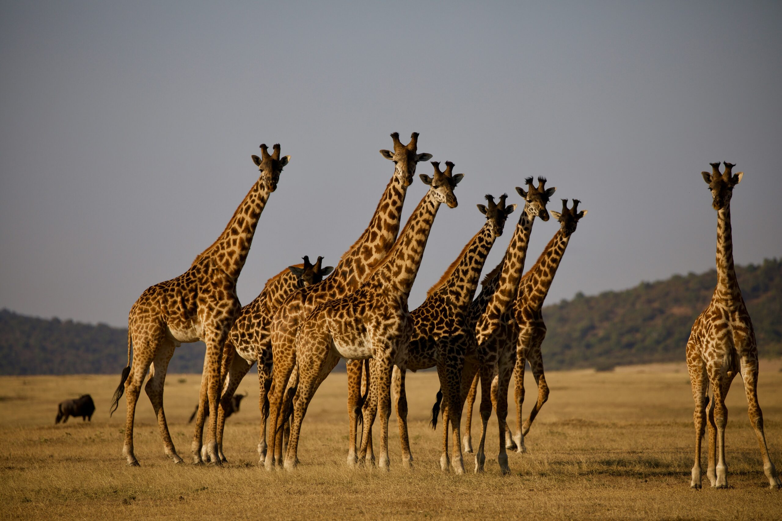 Serengeti, Tanzania.